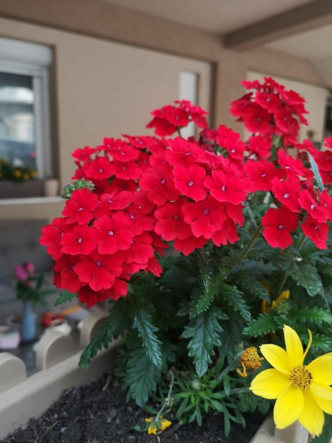 Apartman Jela Nova Varoš Exteriér fotografie